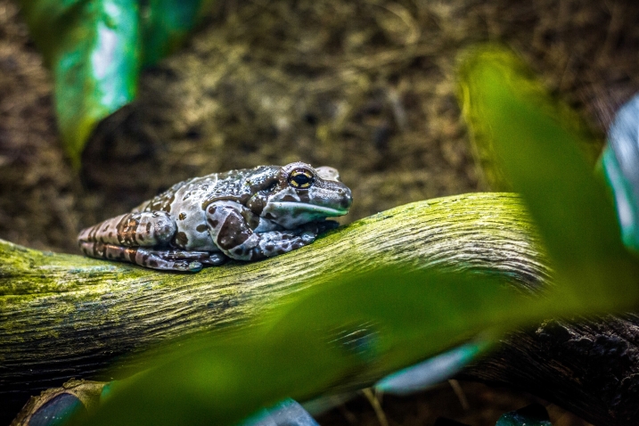 Amazon milk frog sat on a log